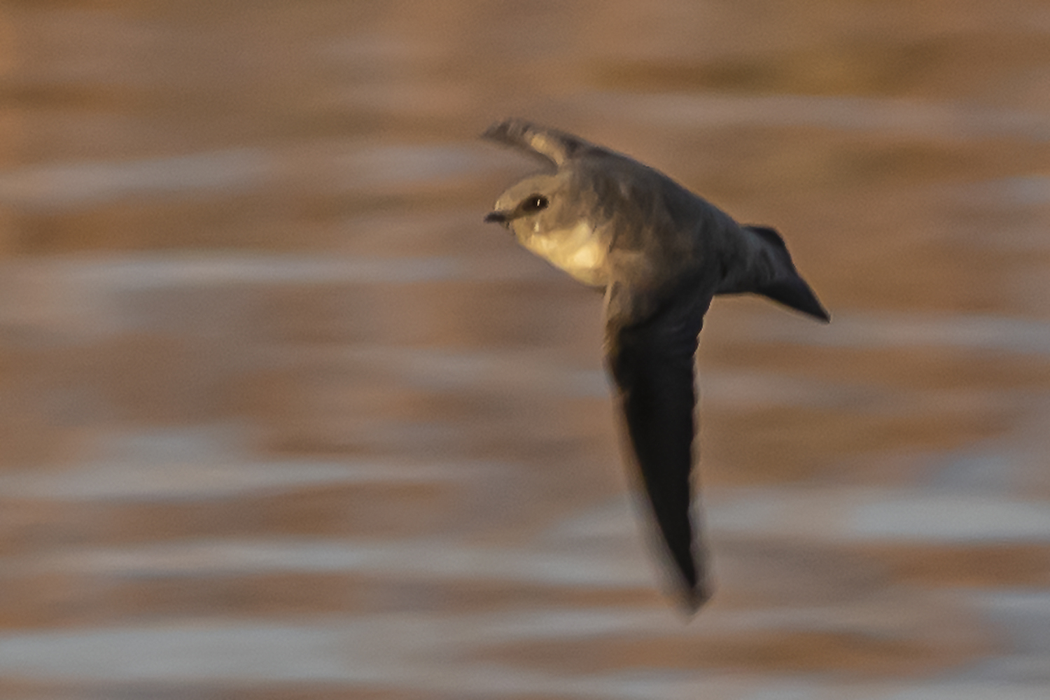 Pallid Swift